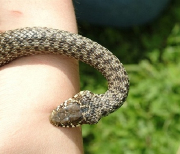 Մառնեուլիում օձը  երկու  կնոջ  է խայթել