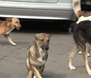 ძაღლები - როგორც საფრთხე და პრობლემის გადაჭრის გზა მარენულის მერიაში