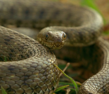 Մայիսին Մառնեուլիում օձի խայթոցի  երկու  դեպք է գրանցվել