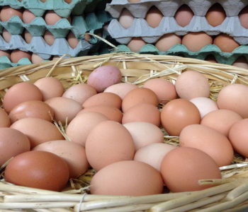საქართველოში კვერცხის იმპორტი 614%-ით გაიზარდა, ფასი კი გაძვირდა - საიდან შემოგვაქვს პროდუქტი